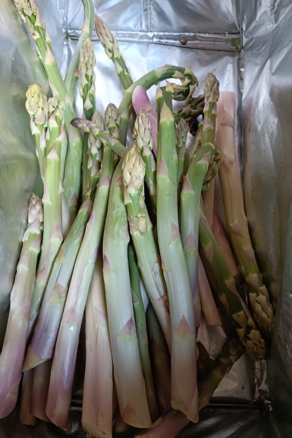 Grüner Spargel, wilder Spargel, Wildpflanzen