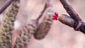 Haselkätzchen Wildpflanzenwissen, Blüte