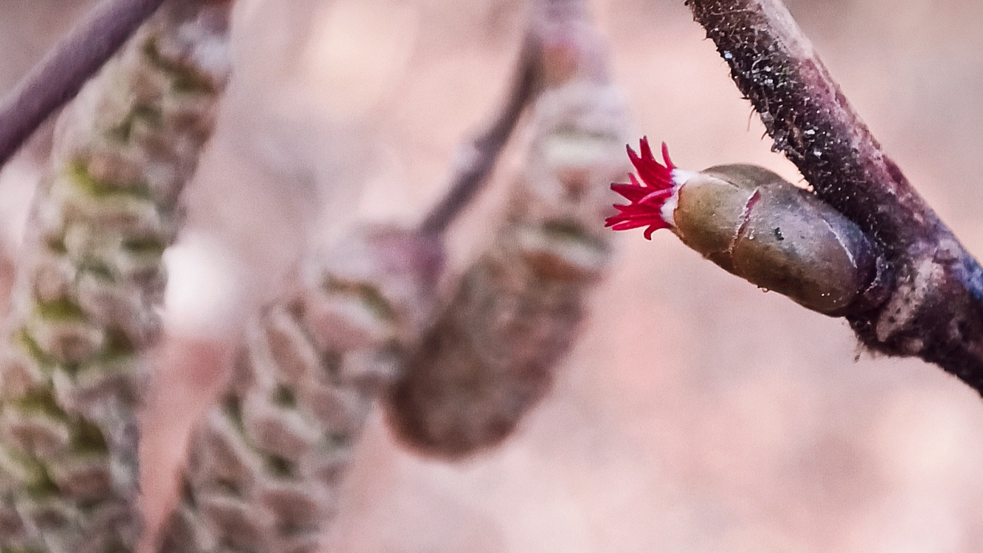 Haselkätzchen Wildpflanzenwissen, Blüte