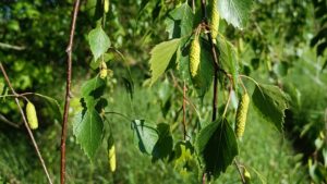 Birke Wildpflanze Naturwissen