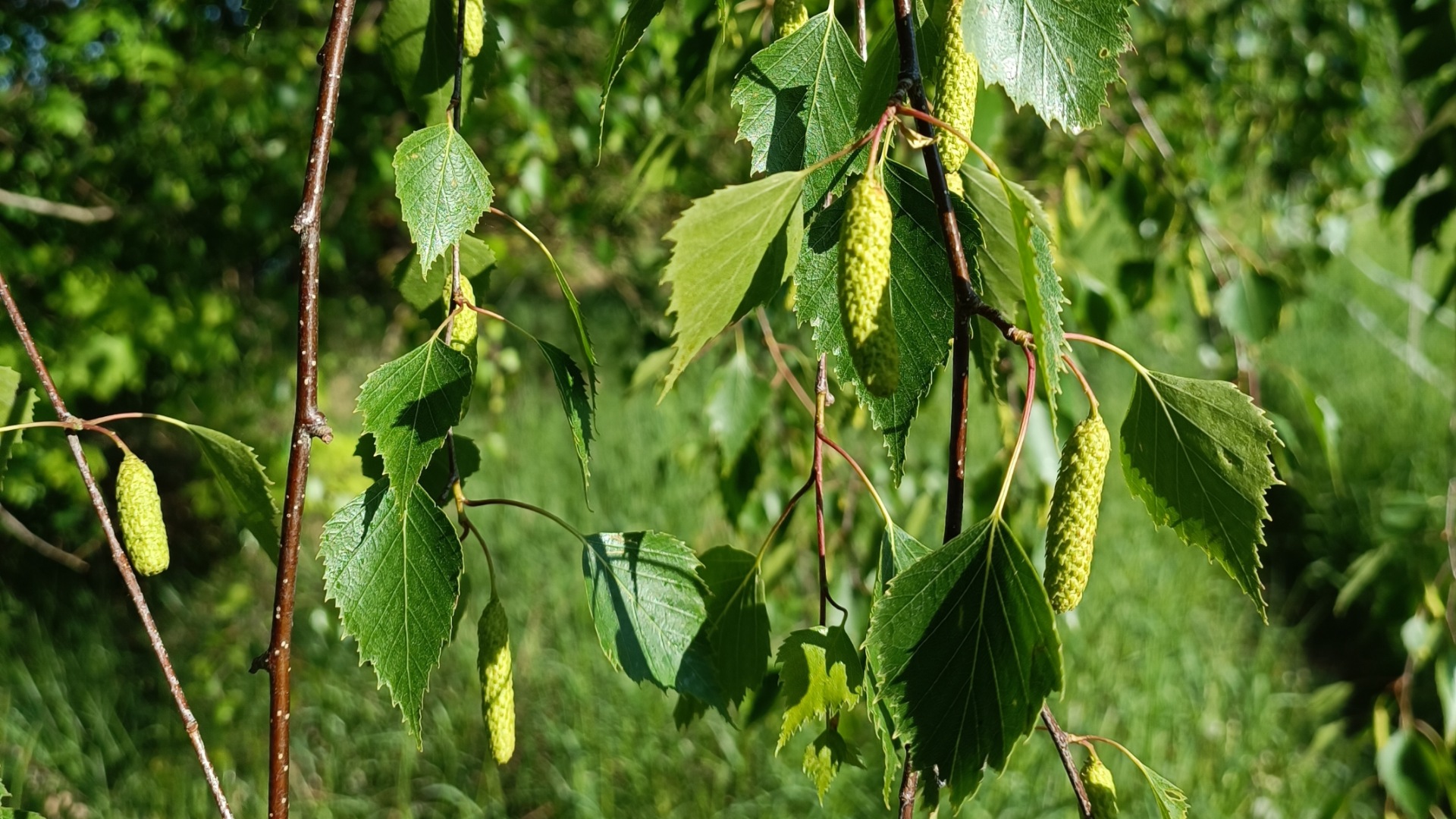 Birke Wildpflanze Naturwissen