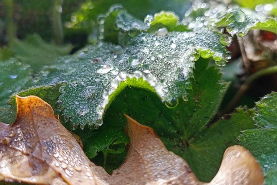 Kräuter für die Frauengesundheit, Frauenmantel