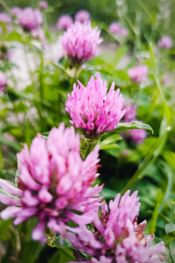 Kräuter für die Frauengesundheit, Rot-Klee