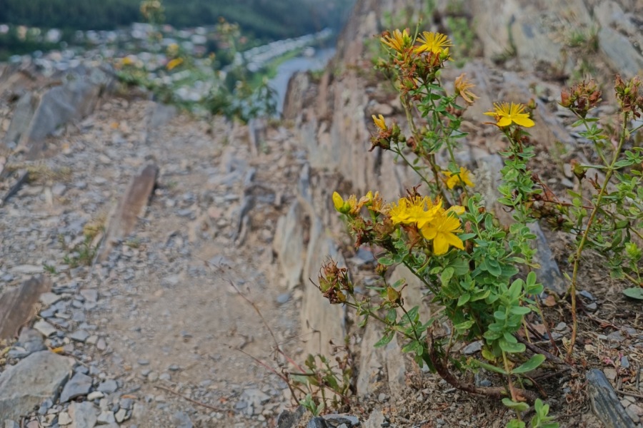 Johanniskraut, Kräuter für die Seele
