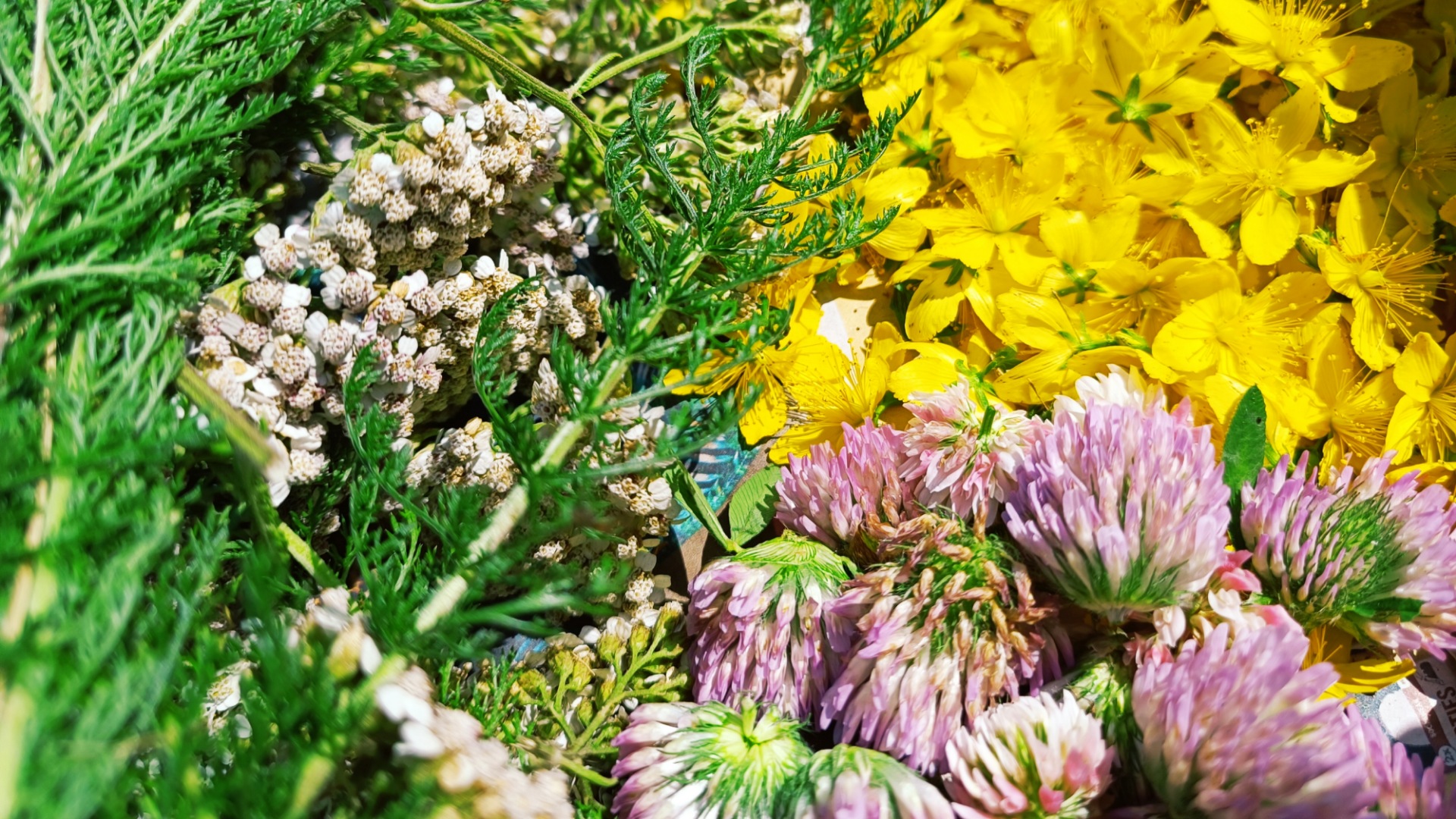 Wildkräuter für die Frauengesundheit, Schafgarbe, Rot-Klee, Johanniskrautblüten