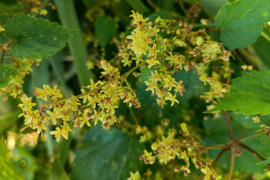 Hopfenblüten am Trieb, Superfood Hopfen, Heilwirkung