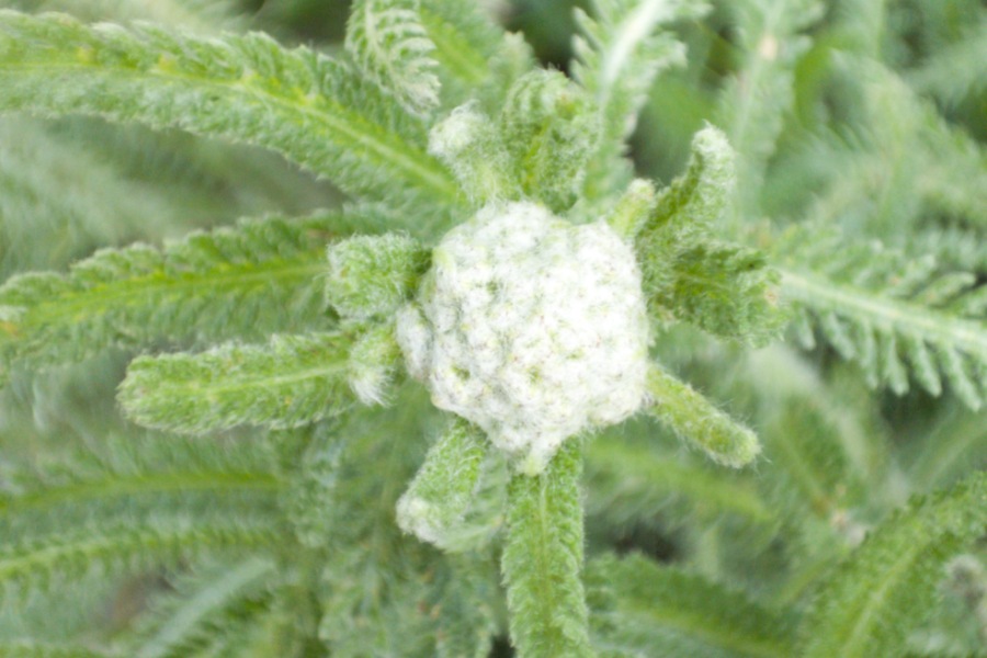 Kräuter für die Frauengesundheit, Schafgarbe