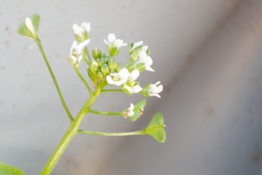 Kräuter für die Frauengesundheit, Hirtentäschel