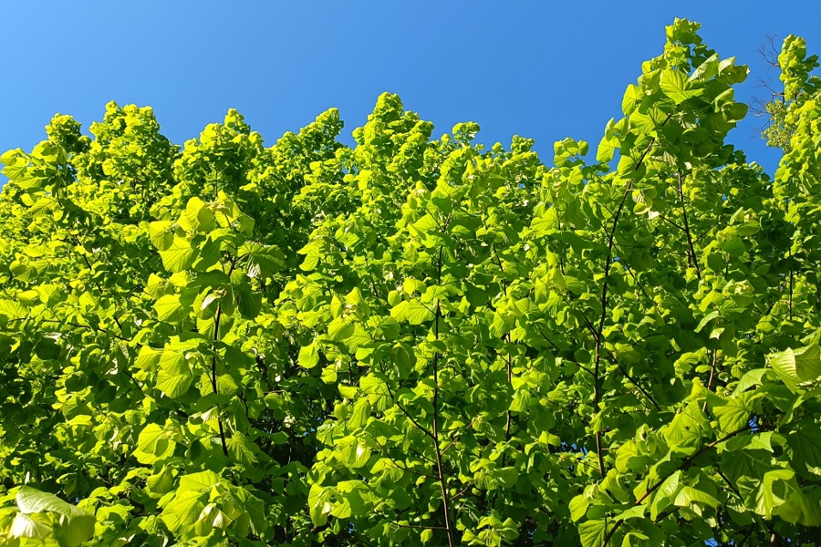Blätterdach einer Linde vor blauem Himmel