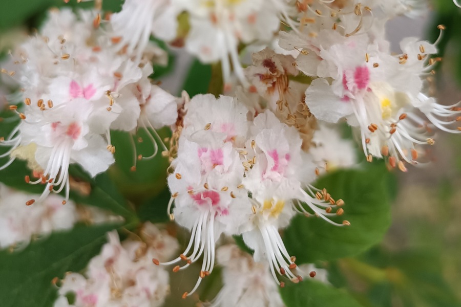 Kastanienblüten, Blüten-Ampel, Rosskastanie
