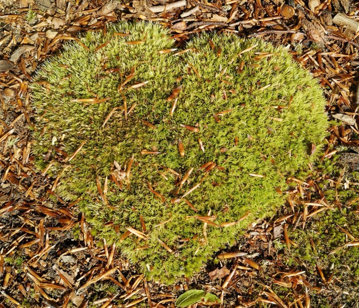 Moose im Rasen nutzen