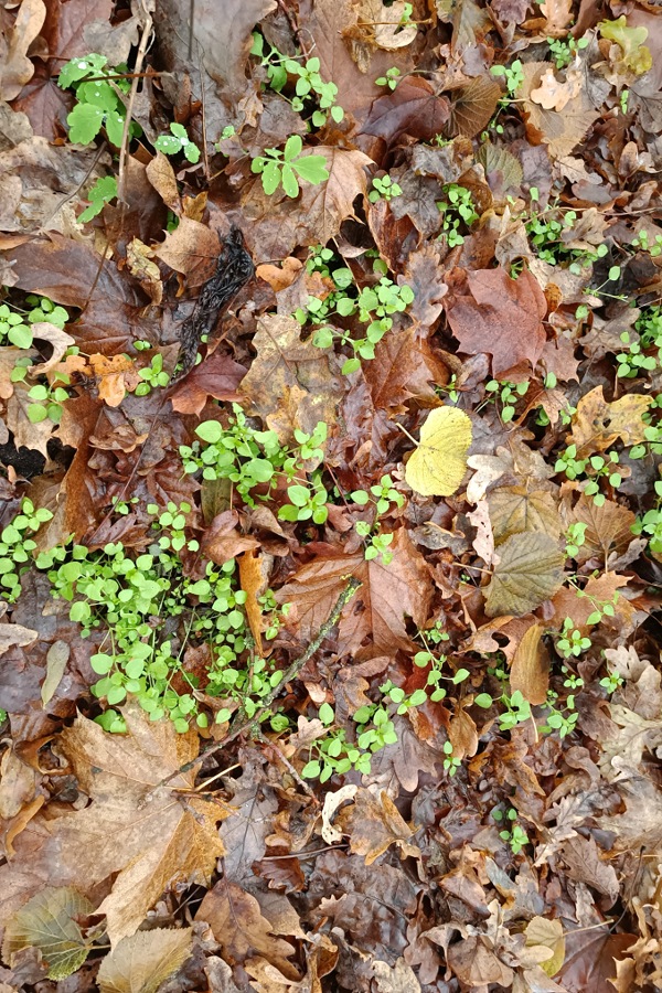 Vogelmiere, Superfood, einfaches Rezept, Botanik-Fakten
