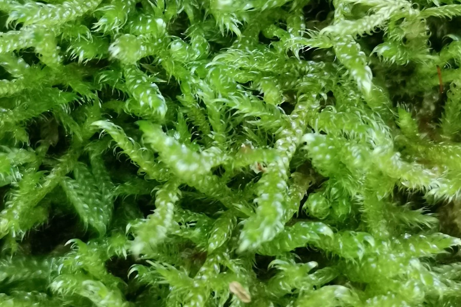 Moose im Rasen nutzen, Zypressenschlafmoos