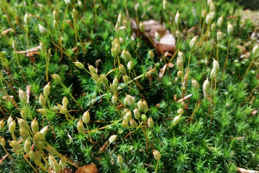 Moos im Rasen nutzen, Goldenes Frauenhaarmoos
