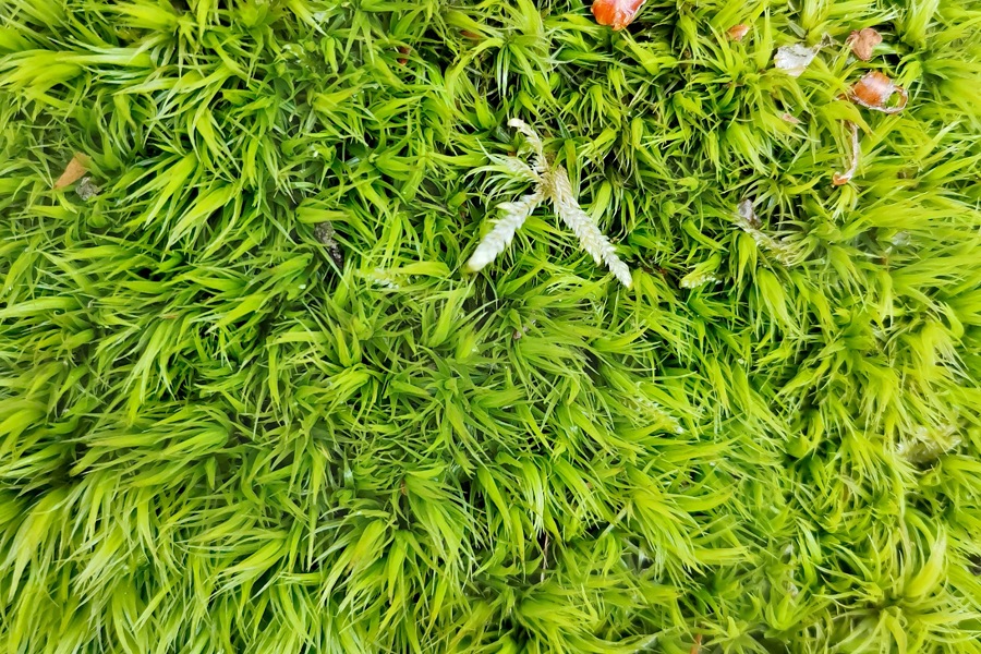 Moos im Garten Nutzen, Gabelzahnmoos