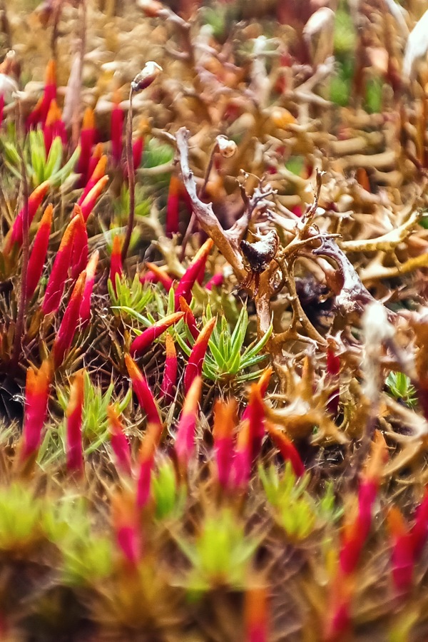 Moos im Rasen nutzen, Waldfrauenhaarmoos