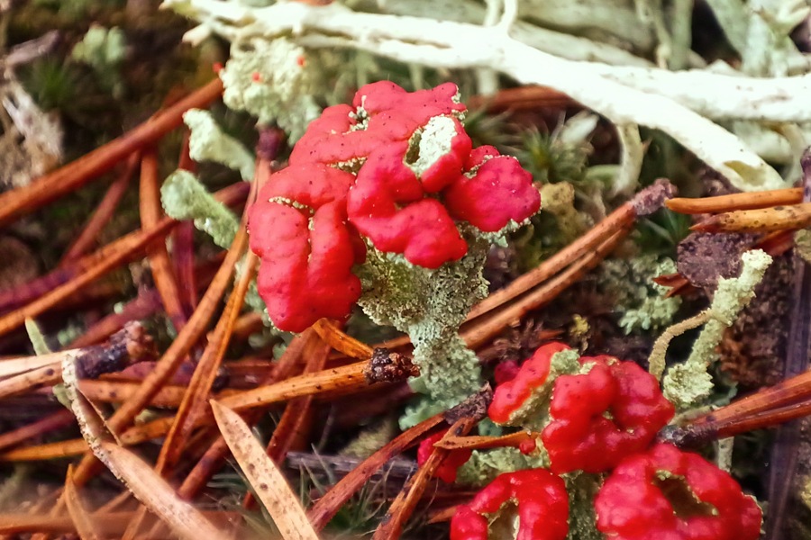 Scharlachbecherflechte