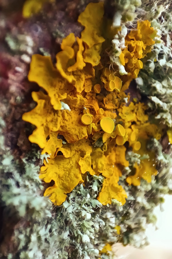 Gewöhnliche Gelbflechte