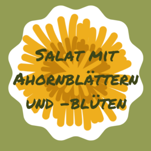 Einfaches Rezept, Salat aus Ahorn-Blättern und -Blüten