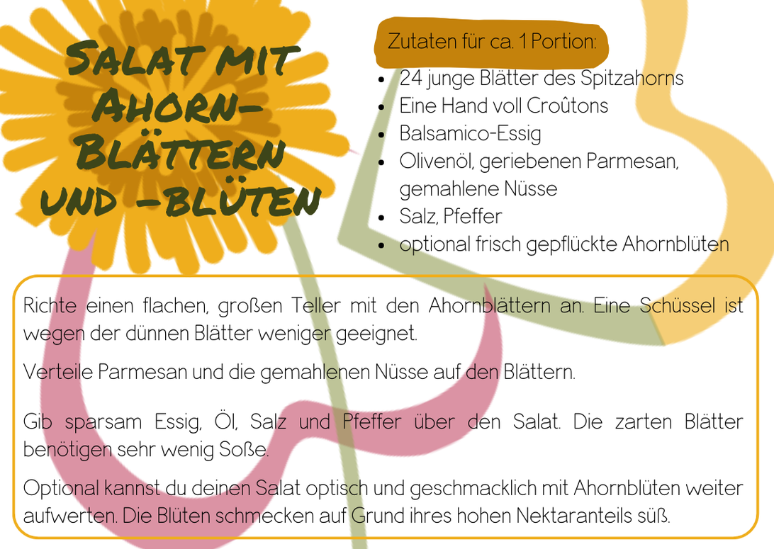 einfaches Rezept, Salat aus Ahorn-Blättern und -Blüten