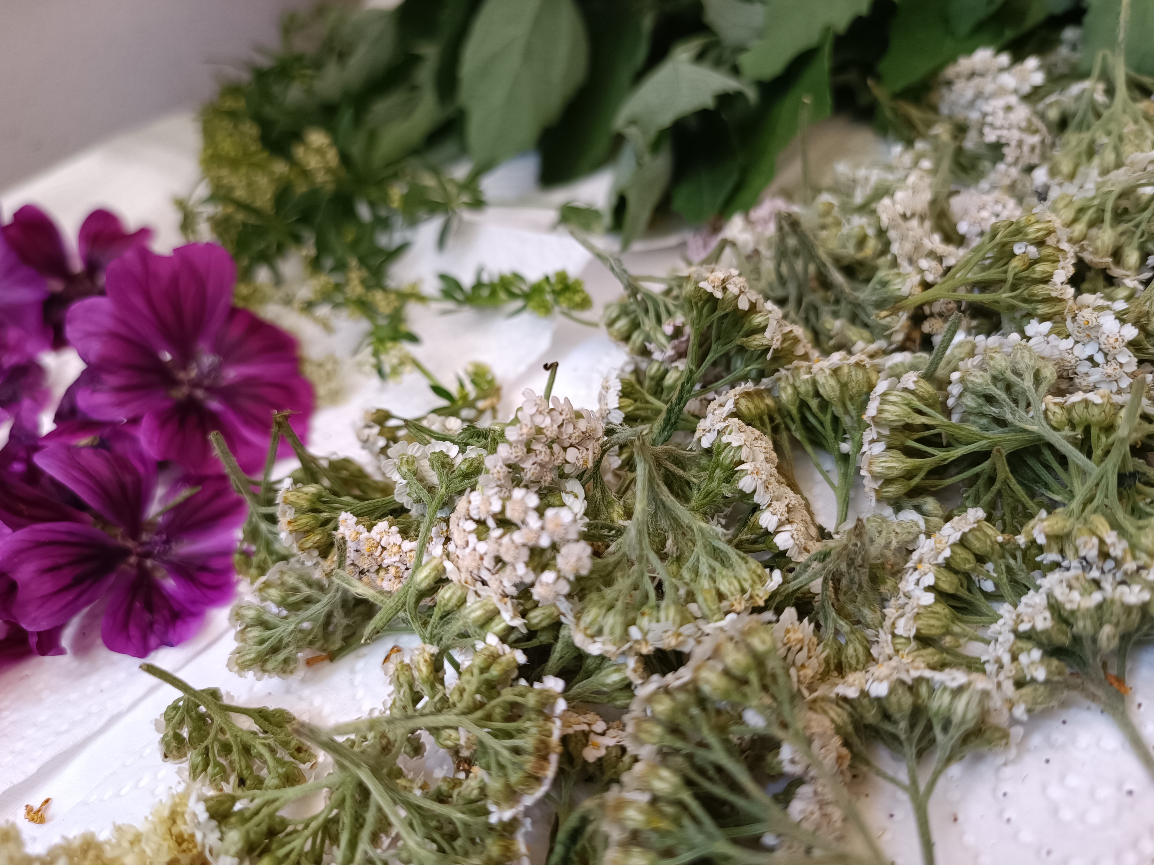 Kräuter haltbar machen, Schafgarbe trocknen, Teekräuter trocknen