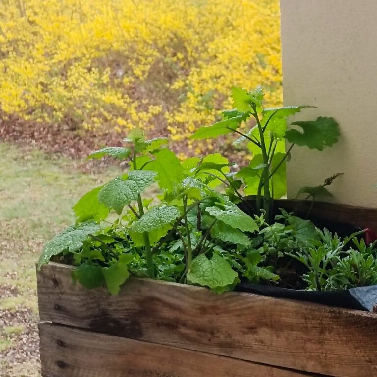 Wildkräutergarten auf meinem Balkon, Knoblauchsrauke