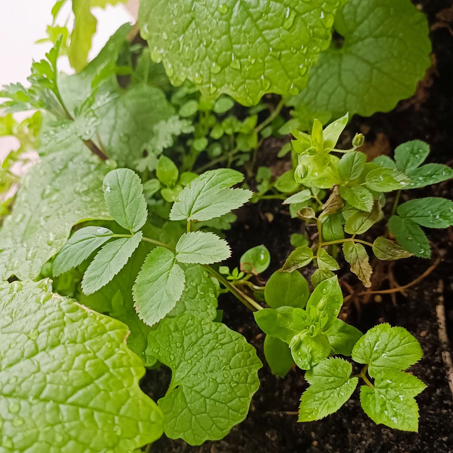 Wildkräuter auf meinem Balkon