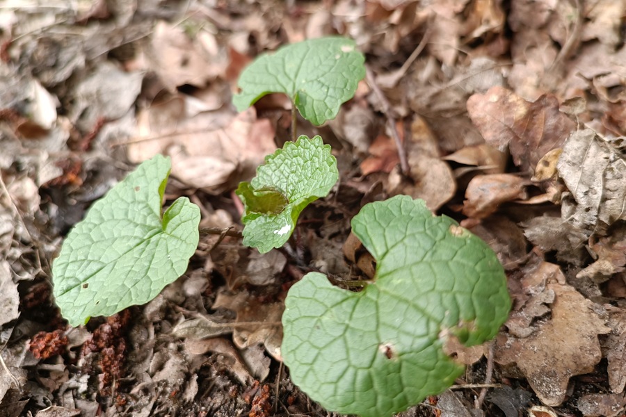 Knoblauchsrauke erkennen und bestimmen
