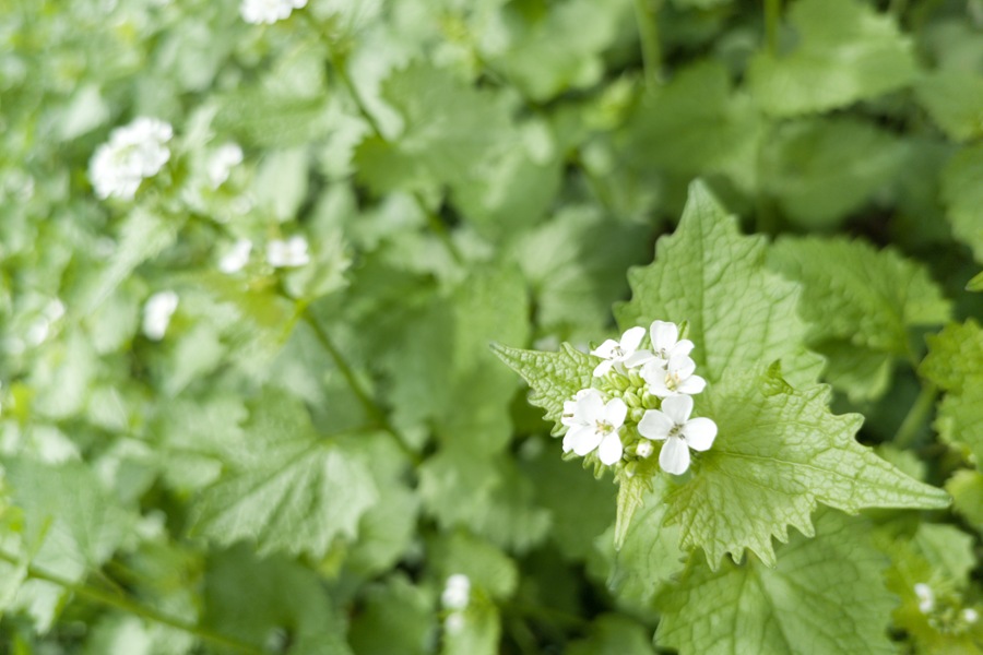 Knoblauchrauke erkennen, bestimmen & verwenden
