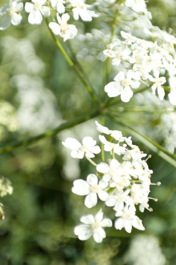 Blüte eines Doldenblütlers