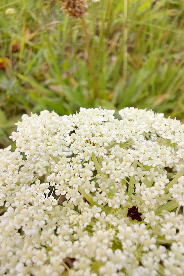 Wilde Möhre Blüten