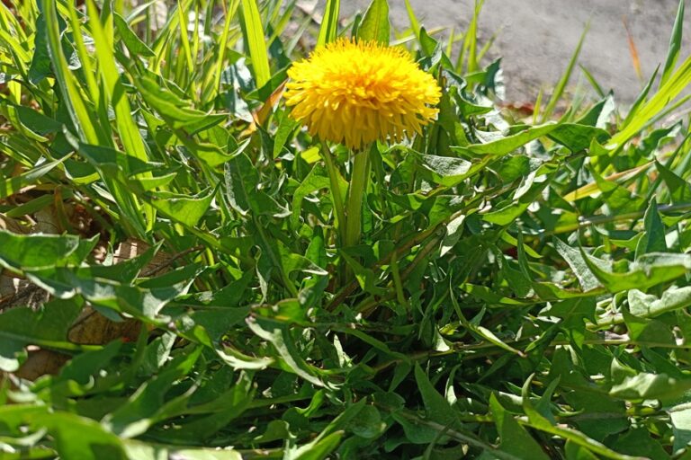 Löwenzahn bekämpfen?, Löwenzahn essbar?, Löwenzahntinktur, Löwenzahn