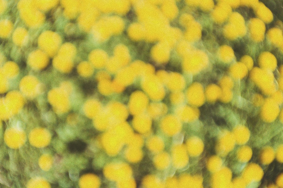 Löwenzahnwiese verschwommen