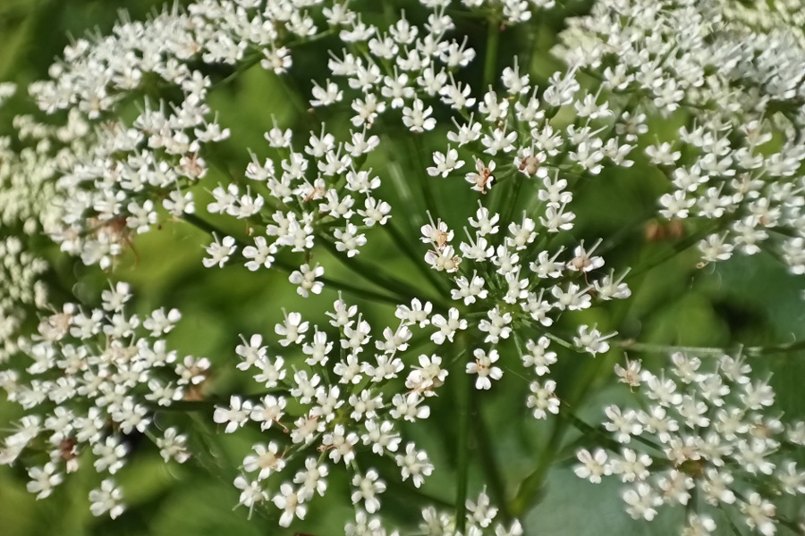 Giersch erkennen und nutzen, Gierschblüten Makro, Doldenblüten, Doldenblütler