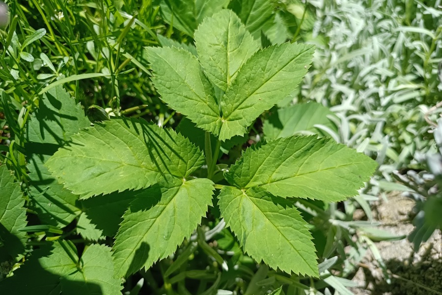 Giersch erkennen und nutzen, älteres Gierschblatt