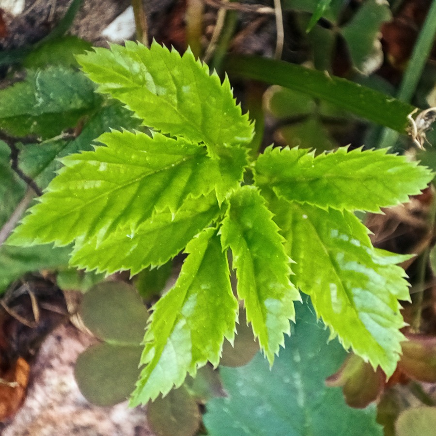 Giersch erkennen und nutzen, junges Gierschblatt, Giersch bestimmen