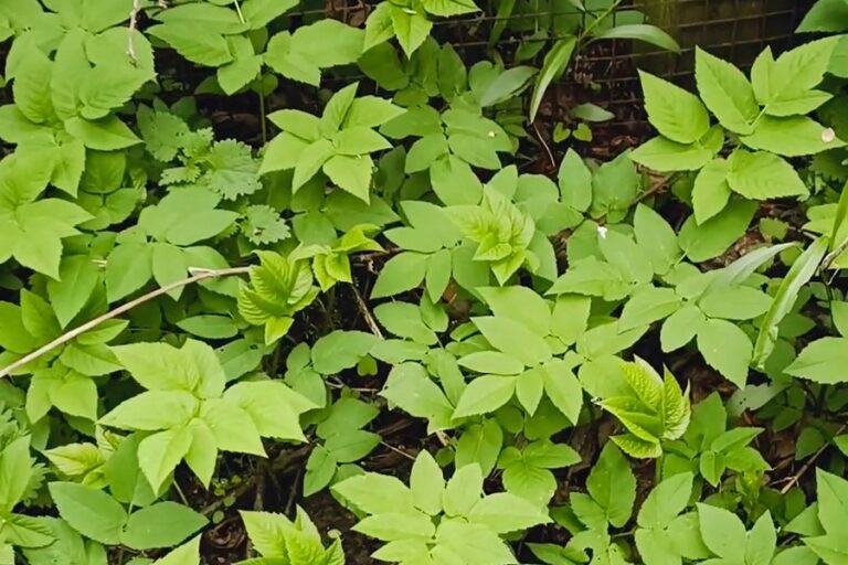 Giersch erkennen und nutzen