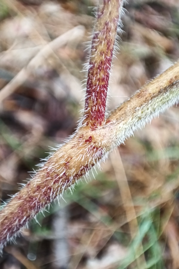 Giersch erkennen und nutzen, giftiger Doppelgänger, Taumelkälberkropf