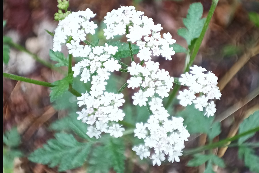 Giersch erkennen und nutzen, Blüten des Taumelkälberkropfs, giftiger Doppelgänger Giersch, giftiger Doldenblütler