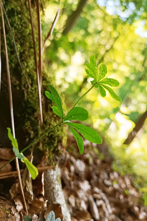Labkraut-Guide: Unterscheidung, Sammeln & Wirkung, Waldmeister
