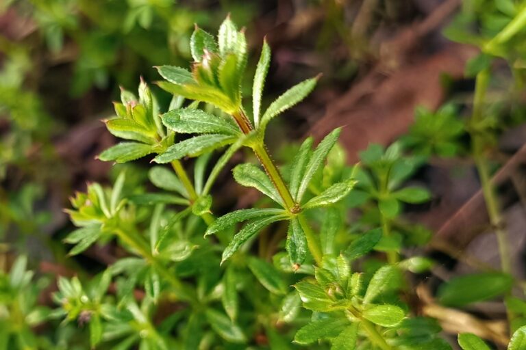 Labkraut-Guide: Unterscheidung, Sammeln & Wirkung von Waldmeister & Co.