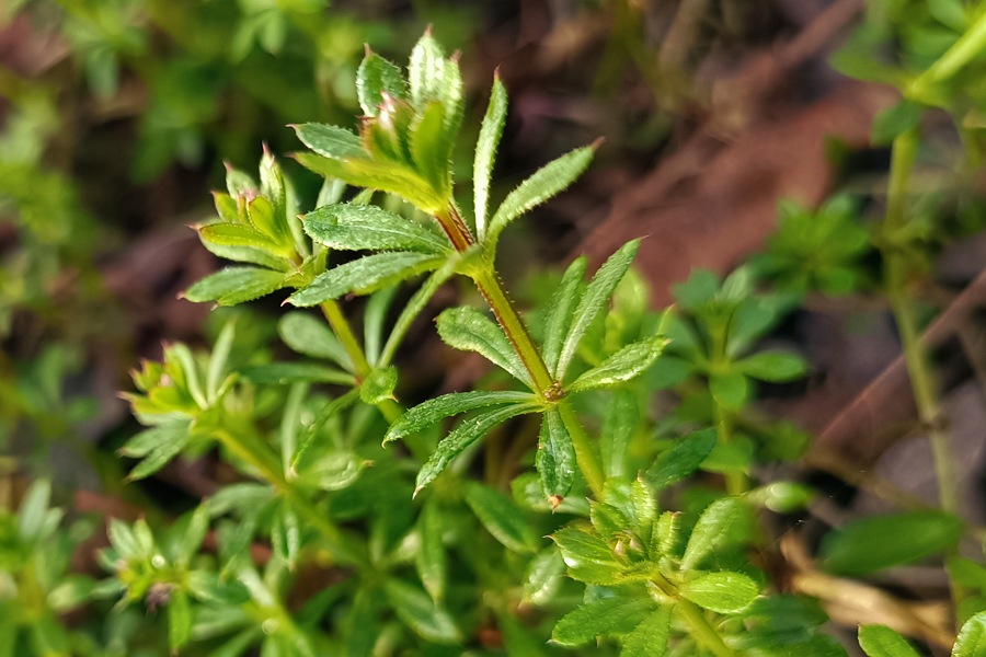 Labkraut-Guide: Unterscheidung, Sammeln & Wirkung von Waldmeister & Co.