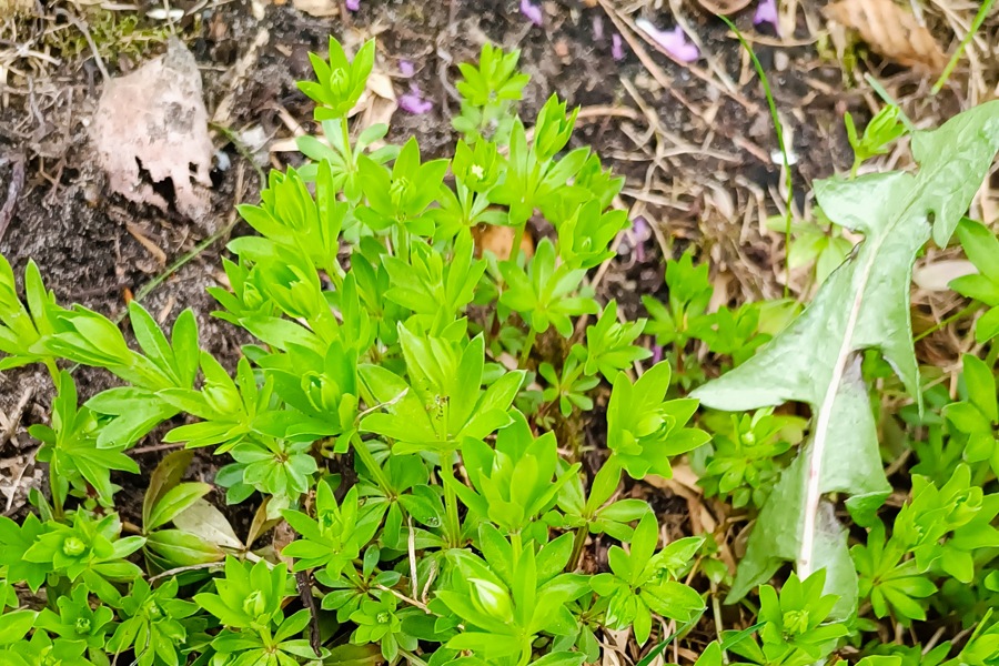 Labkraut-Guide: Unterscheidung, Sammeln & Wirkung, Waldmeister