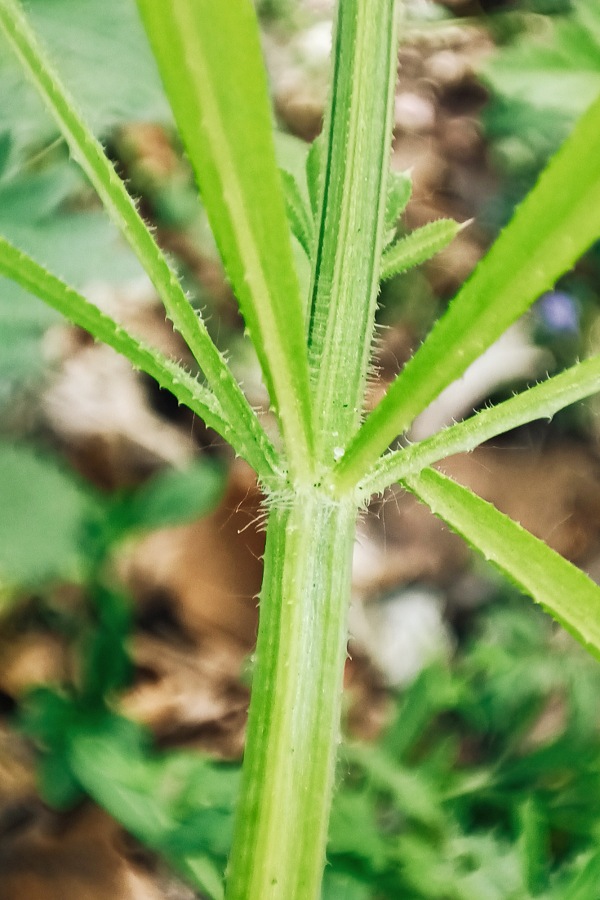Labkraut-Guide: Unterscheidung, Sammeln & Wirkung, Kletten-Labkraut
