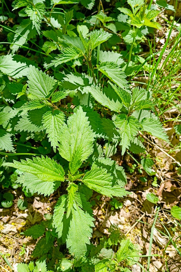 Herrentag Wildkräuter Männergesundheit, Brennnessel