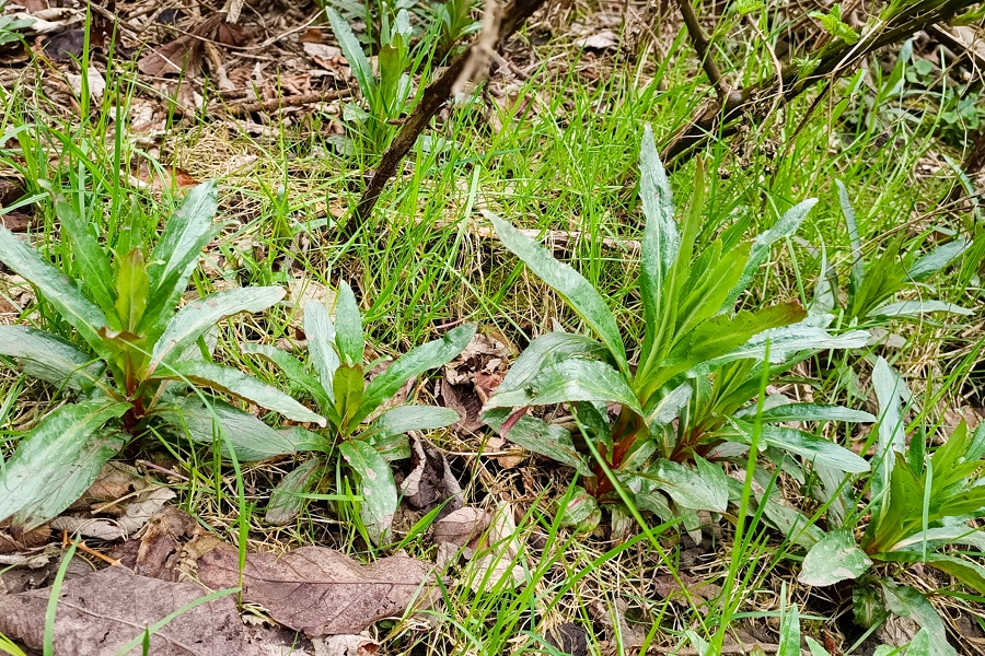 Herrentag Wildkräuter Männergesundheit, Schmalblättrige Weidenröschen