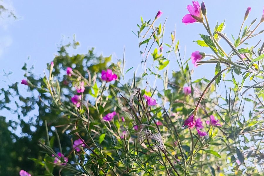 Herrentag Wildkräuter Männergesundheit, Schmalblättrige Weidenröschen