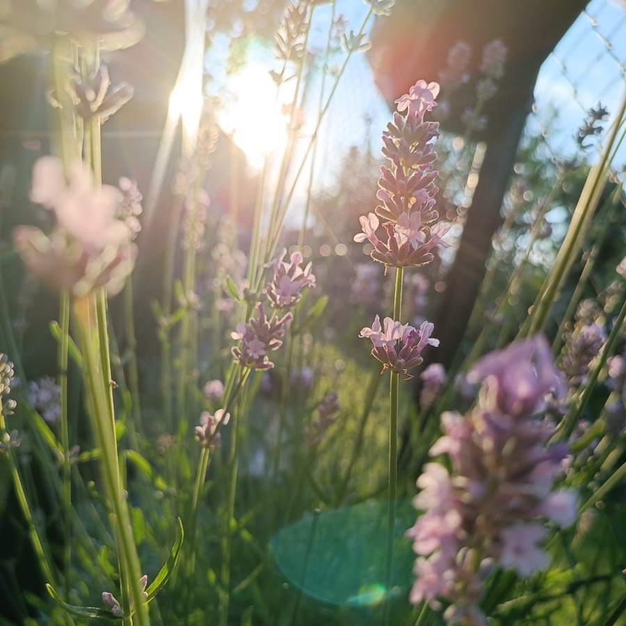 Johanniskrautblüten zusammen mit anderen Kräutern zum Trocknen auf einem Tuch ausgelegt.