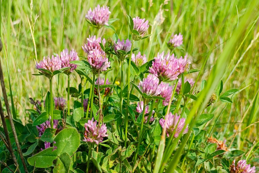Rotklee Wechseljahre, Frauengesundheit, Rotklee Phytohormone
