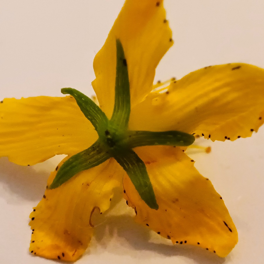 Johanniskraut erkennen, Rückseite Johanniskrautblüte